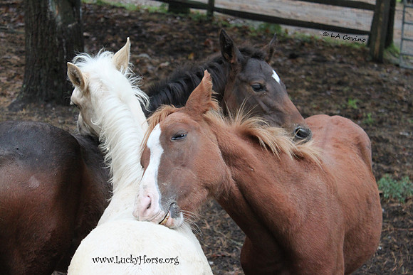 Jimmy, Juno and Redford