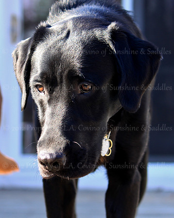 Charlie